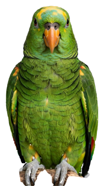 Tars, a green parrot